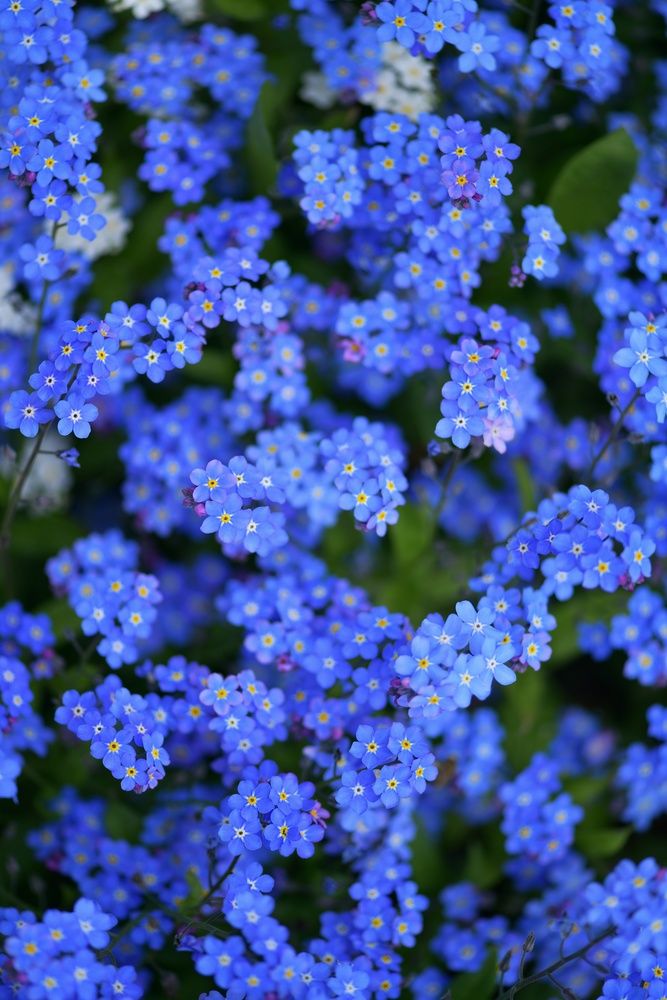 Photograph by Margareth Tikhonova