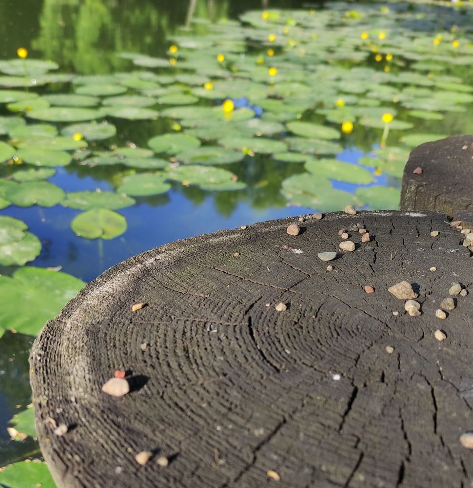 Фотография автора Васильева Ирина