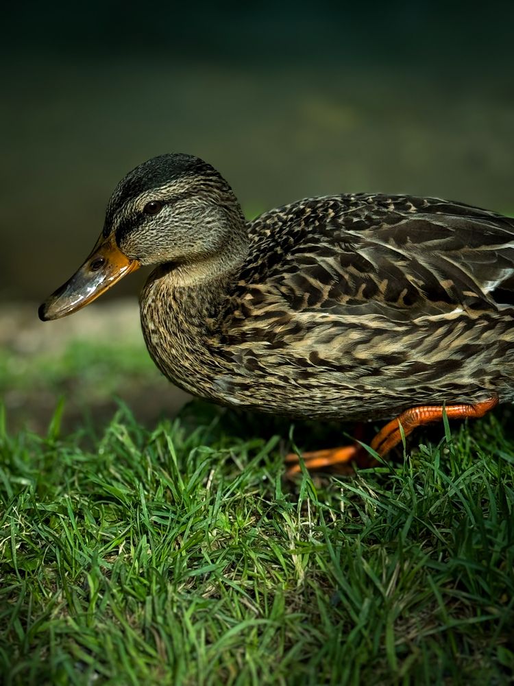 Photograph by Ярослава Васильева