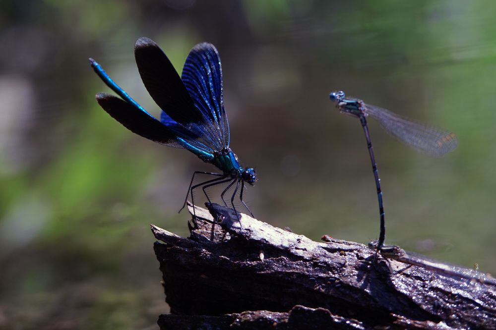 Photograph by Лена Максимкина