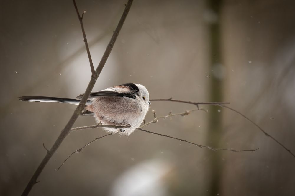 Photograph by Aleksandr Solovev