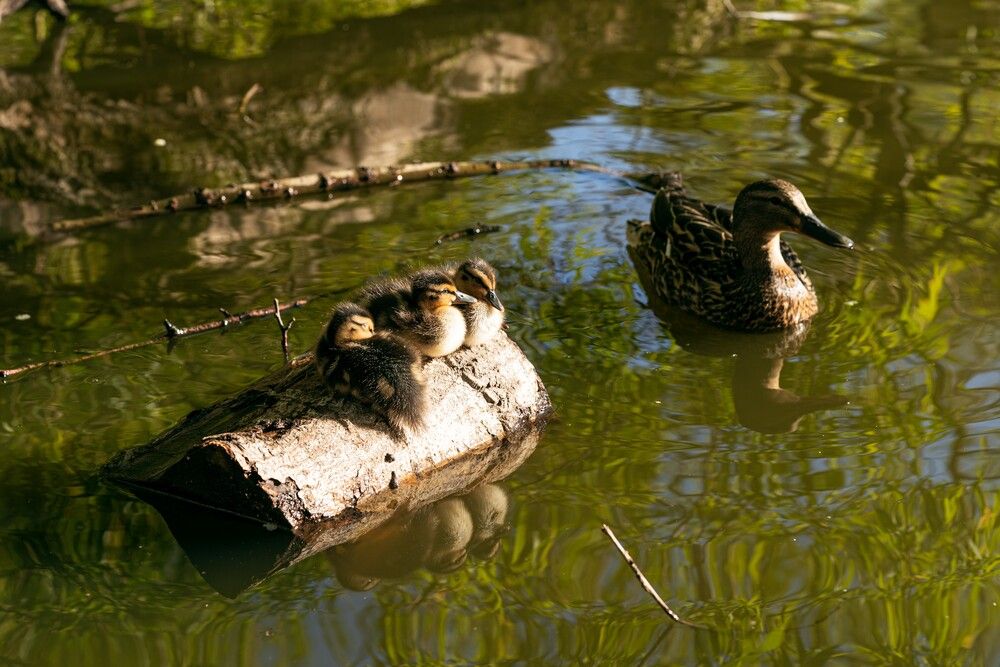 Photograph by Люсия Мирт