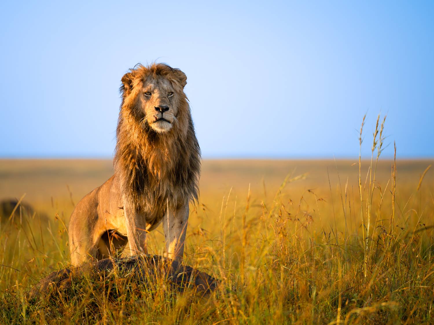 Lion from Africa Lion from Africa