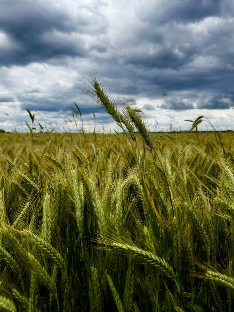 Пшеничное поле. Перед грозой