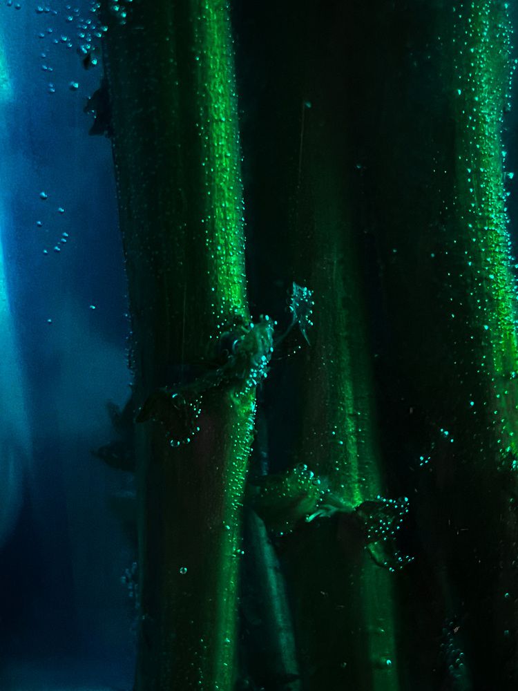 Фотография автора Елизавета Станкевич