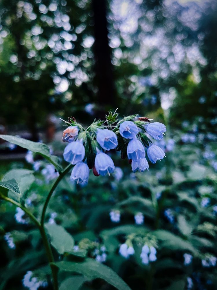 Фотография автора Елизавета Станкевич