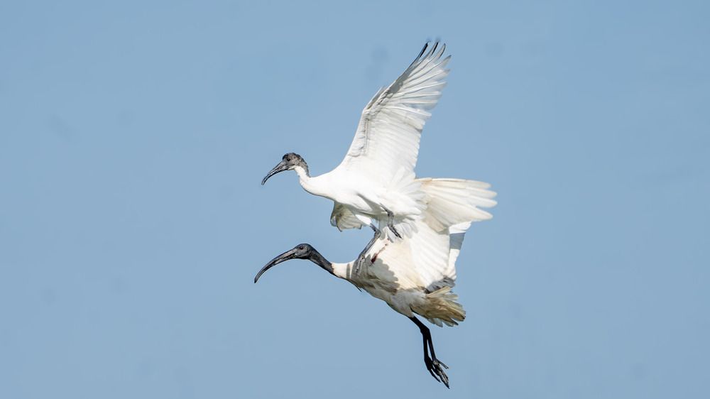 Winged Harmony