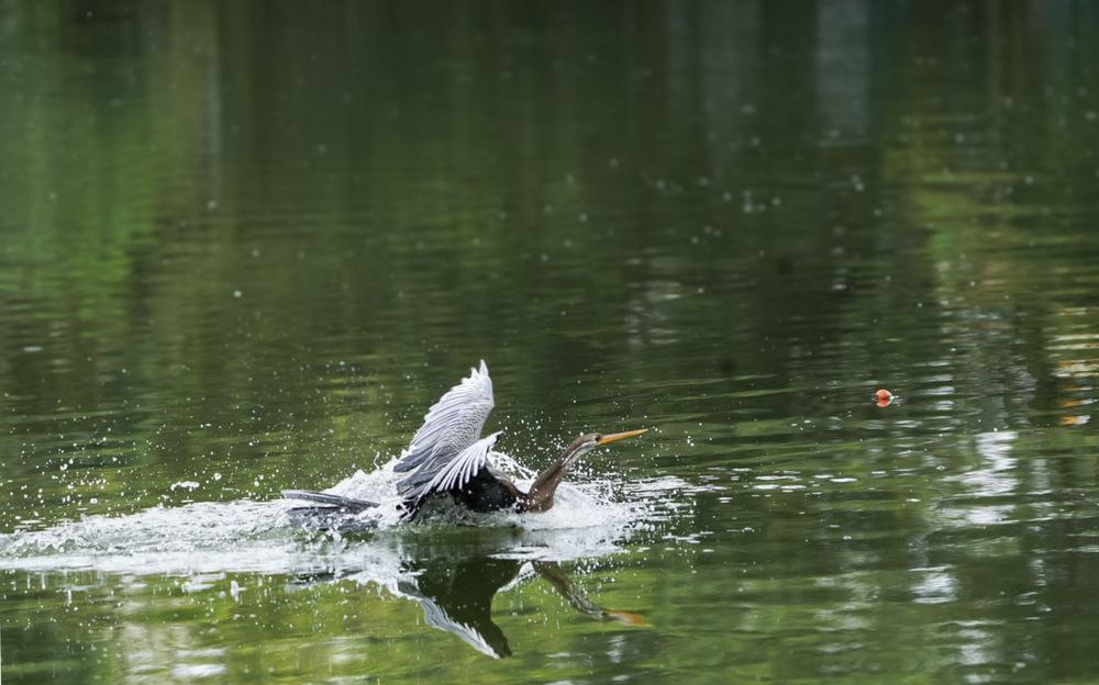 Photograph by Dr. Bhavana S