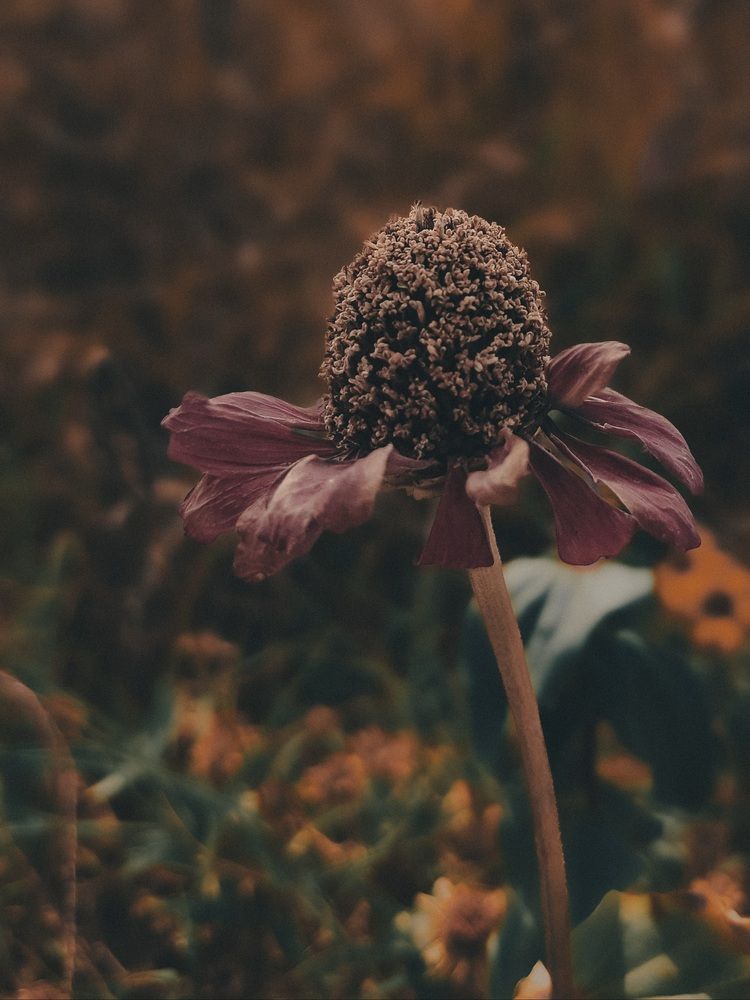 Photograph by Elena Safarova