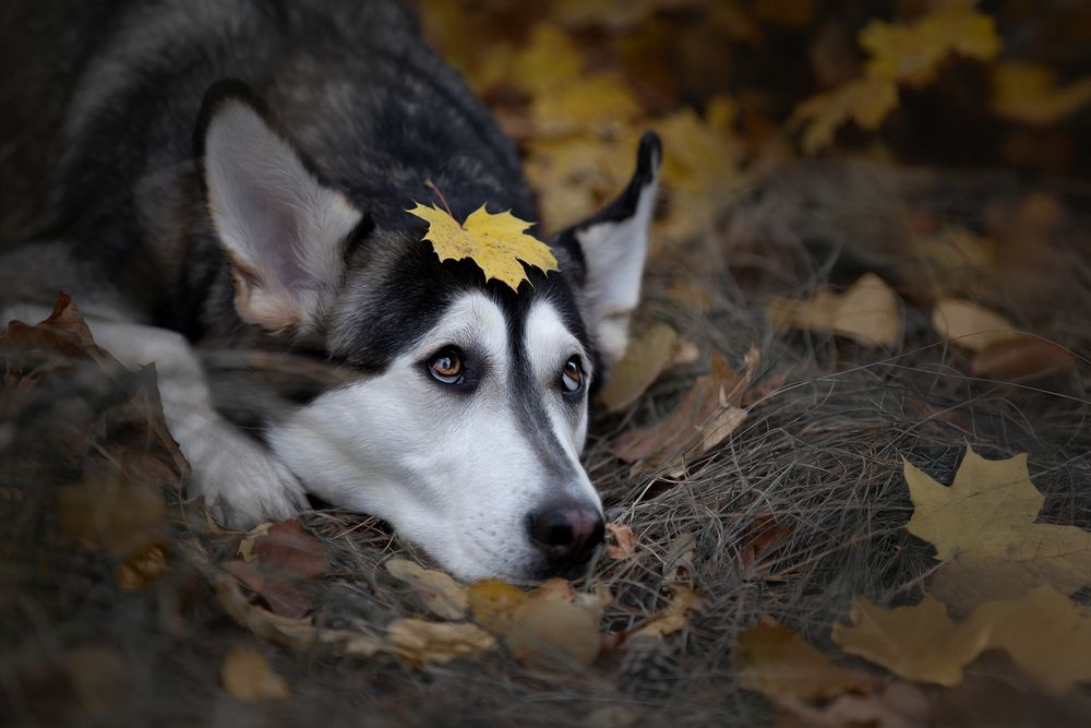 Photograph by Светлана Писарева