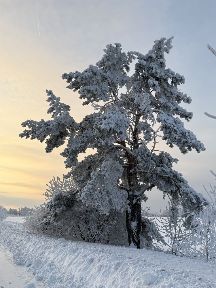 Фотография автора Ольга Осинина