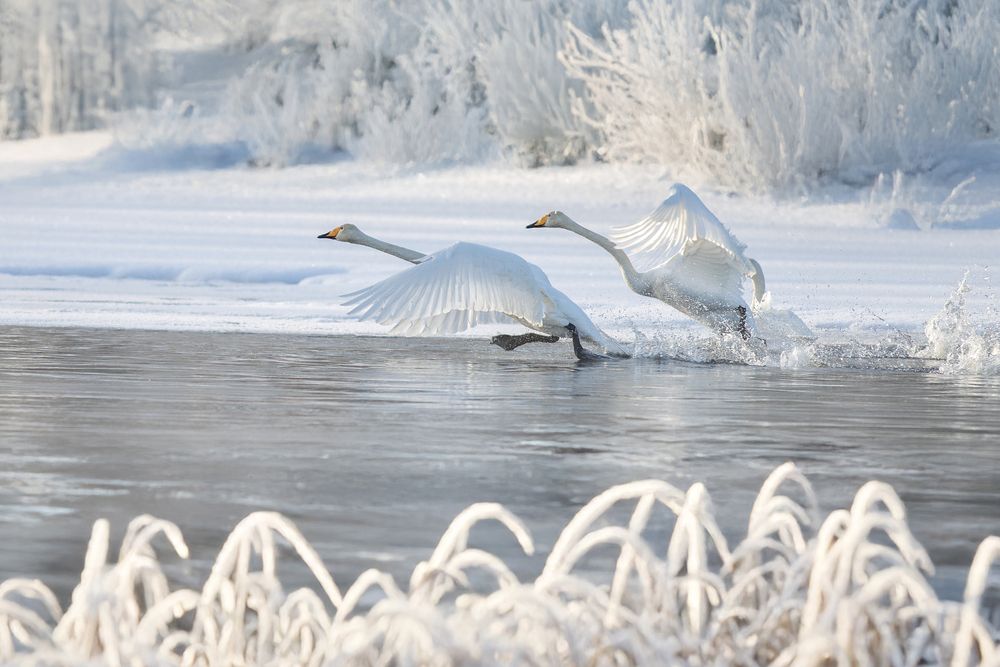 Photograph by Светлана Писарева