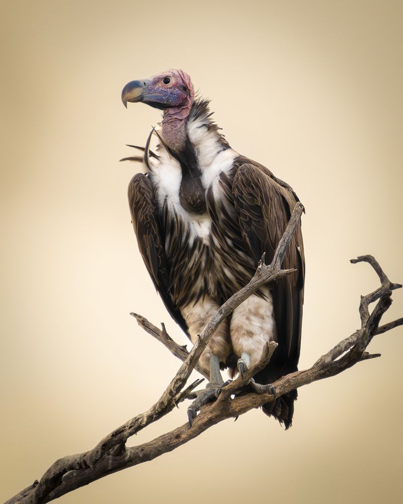 Photograph by Nikola Stevanović