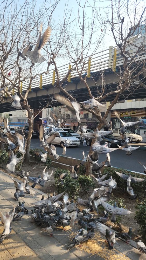 The birds