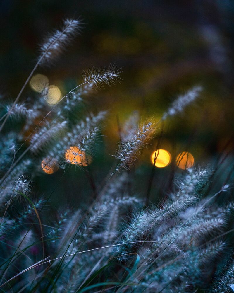 Photograph by Tatsuya Nieda