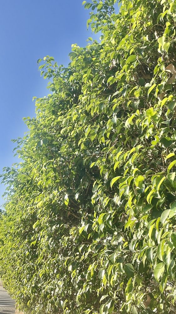 Фотография автора Виктория Ляпина