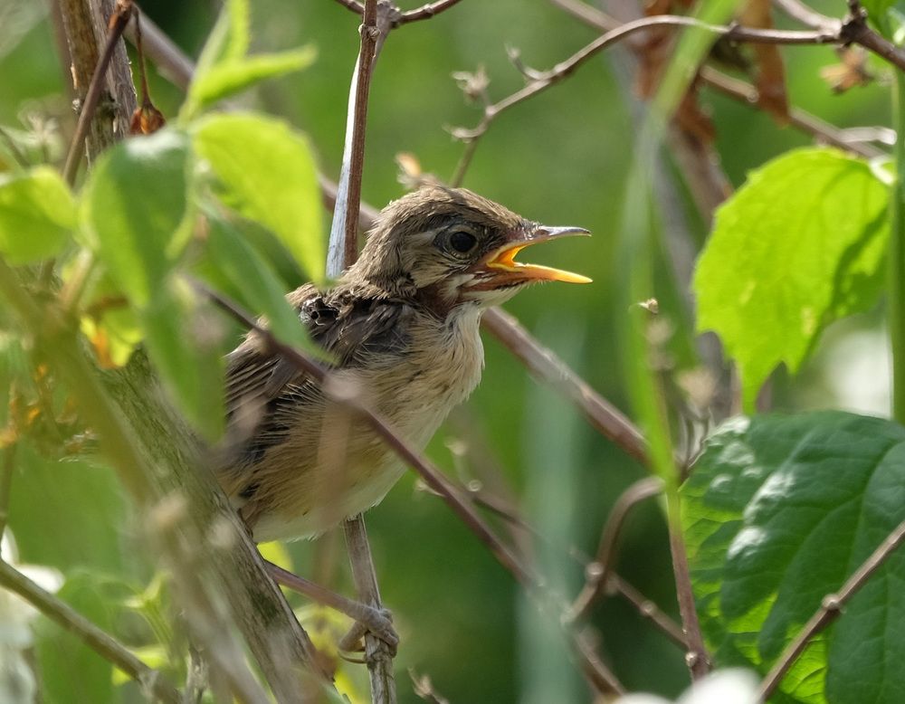 Фотография автора Наталья Липовская