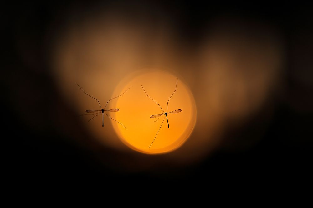 Фотография автора Dhananjay Thakur