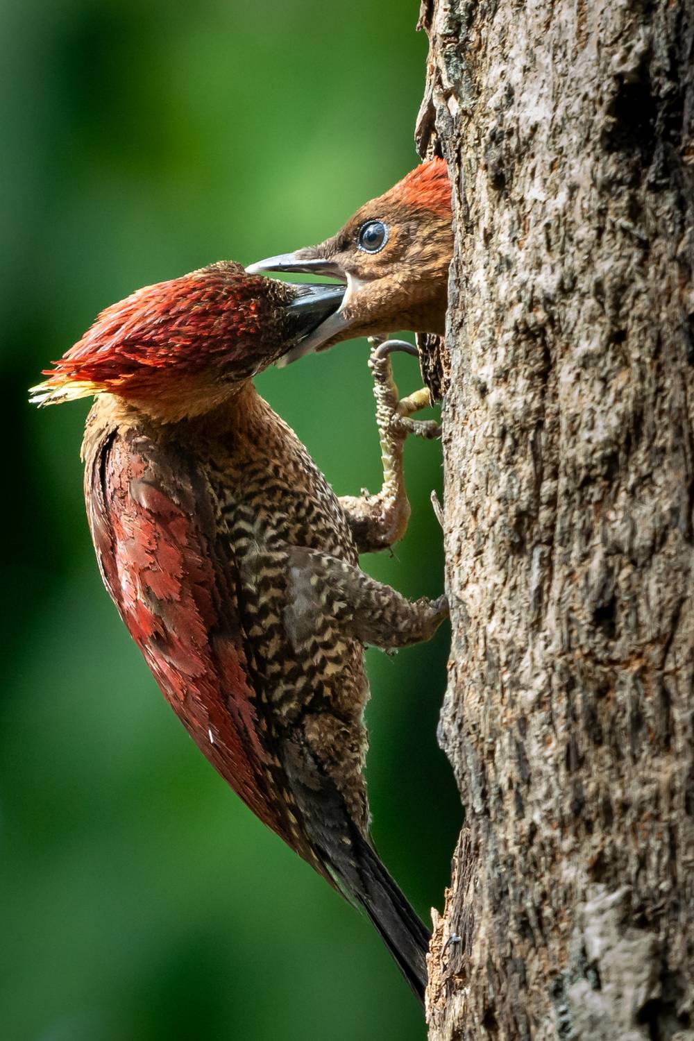 Nestling Feeding Time Nestling Feeding Time