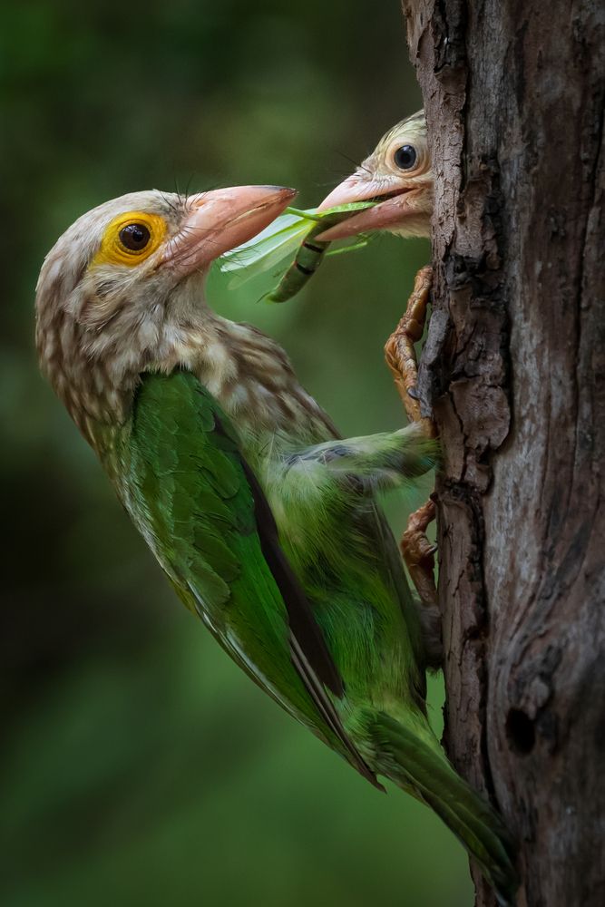 Feeding fledgling Moment
