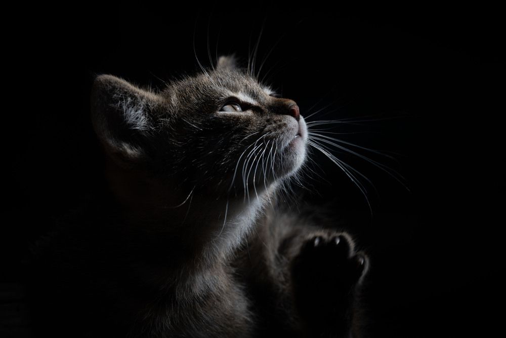 The Perfect Pose