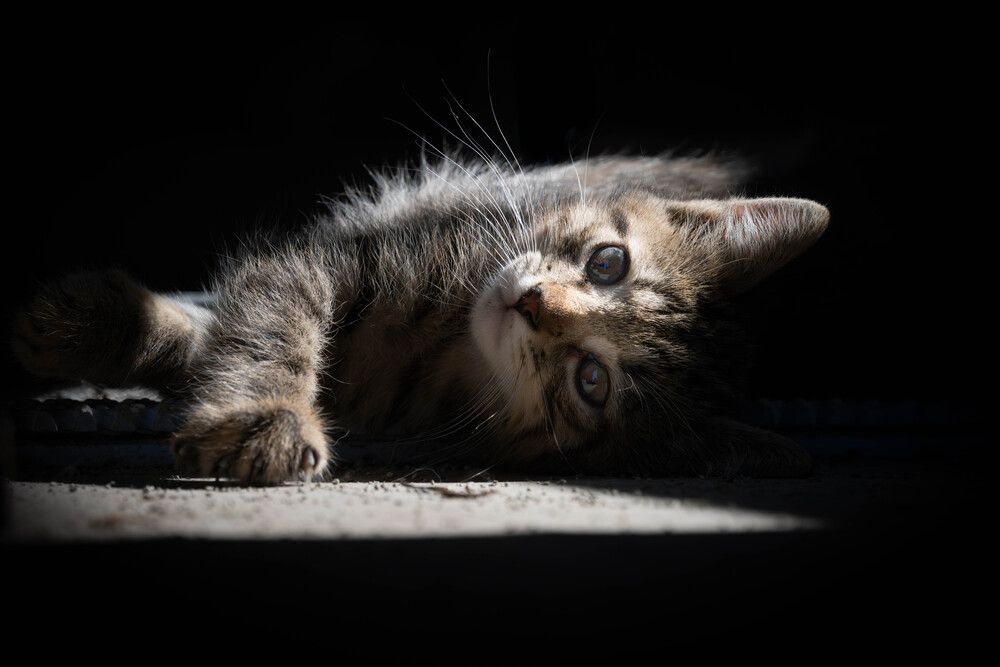 Light and Shadow