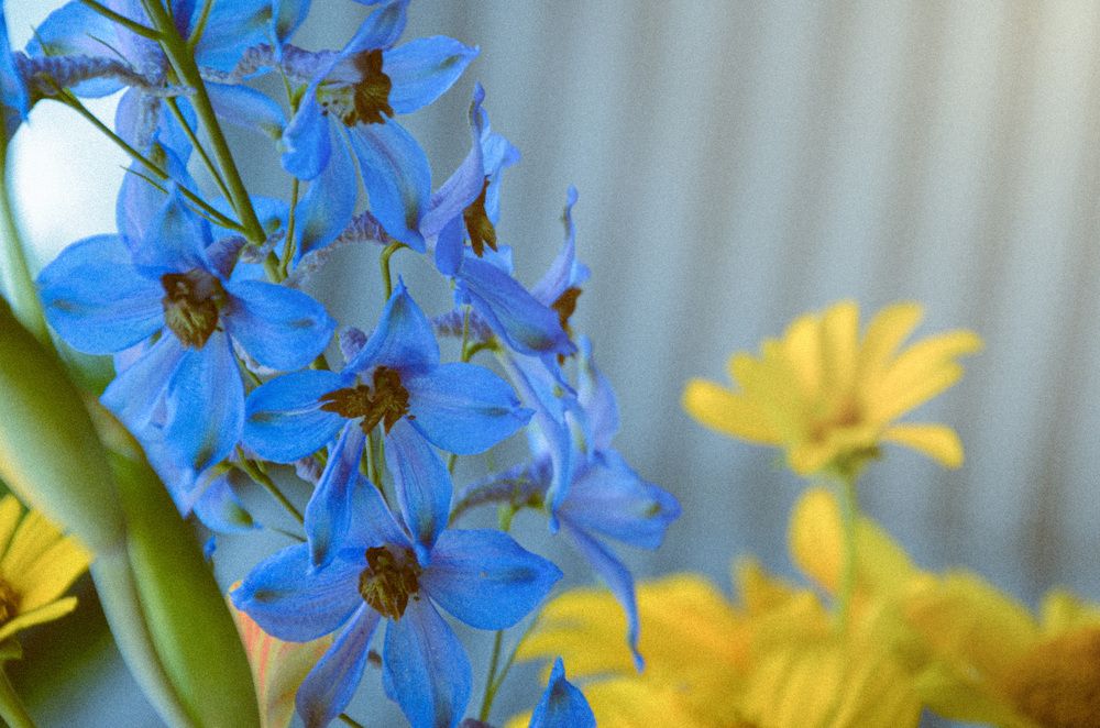 Фотография автора Ульяна Бедрицкая