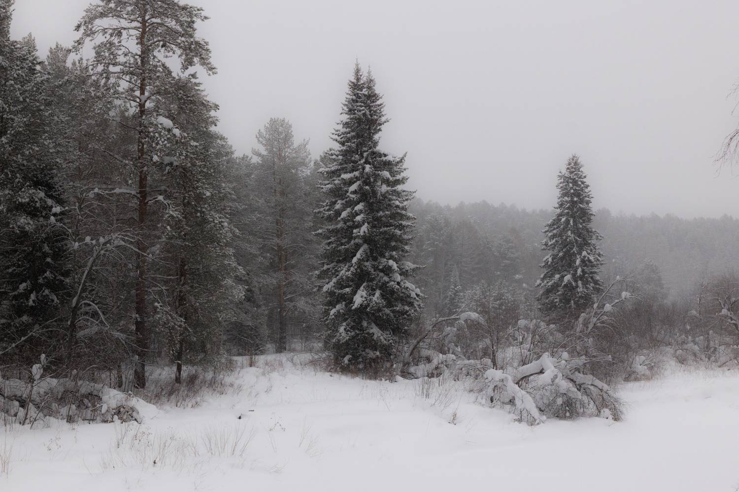 Фотография #13177165