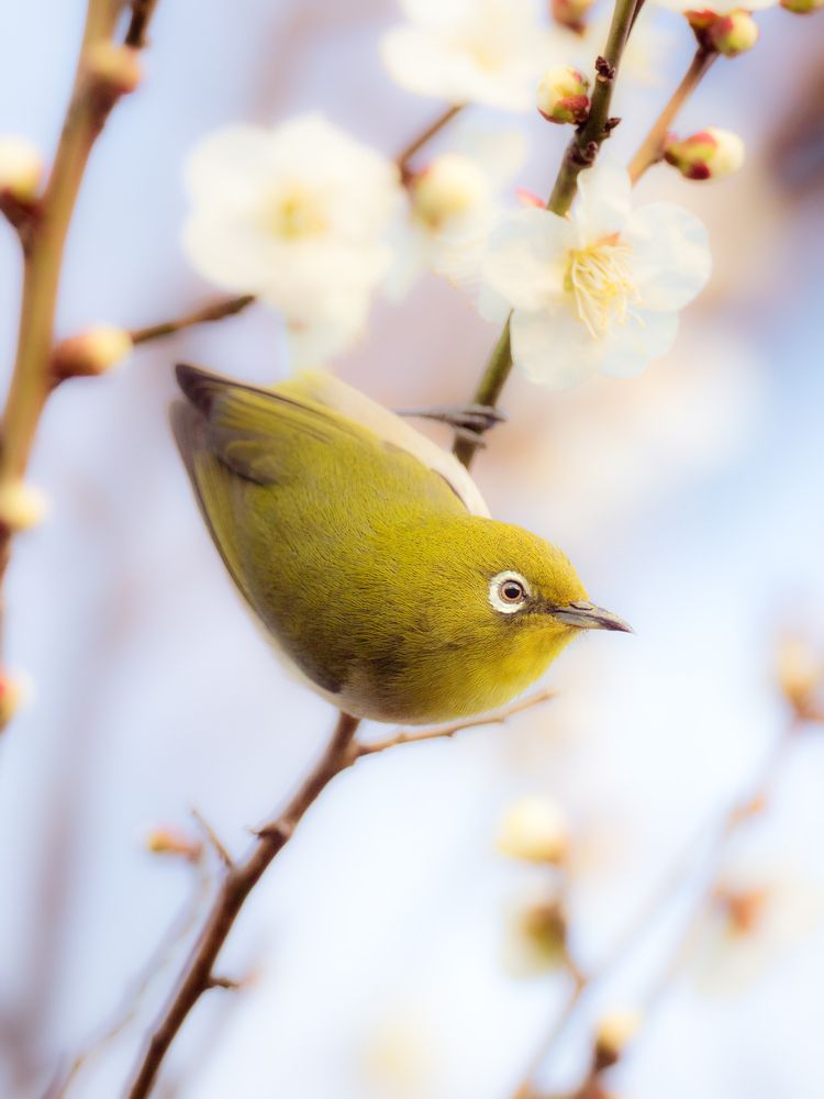 Photograph by Asahina Akira