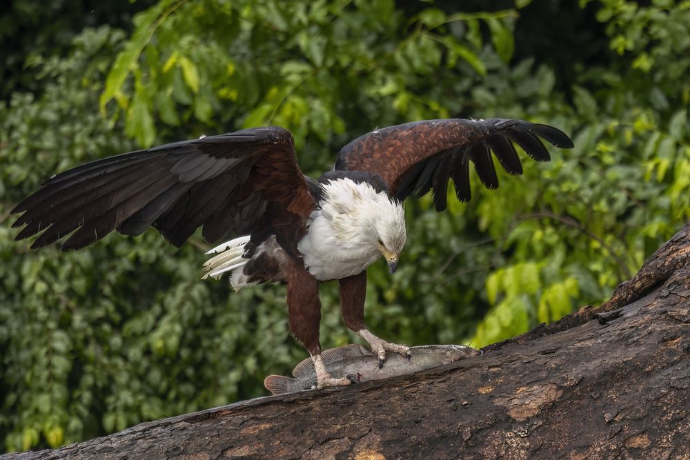Фотография автора Варвара Дронова