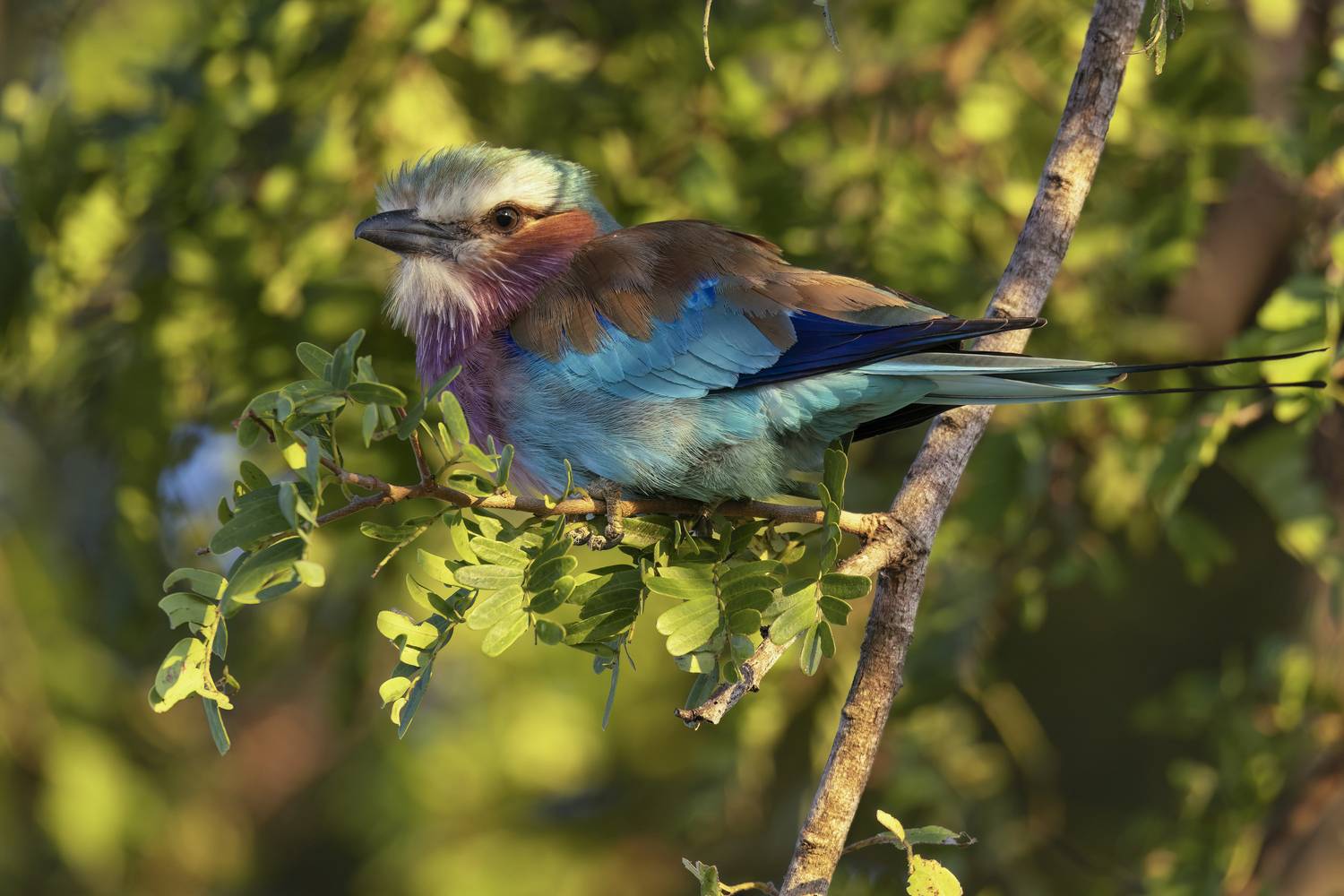 Фотография #13177257