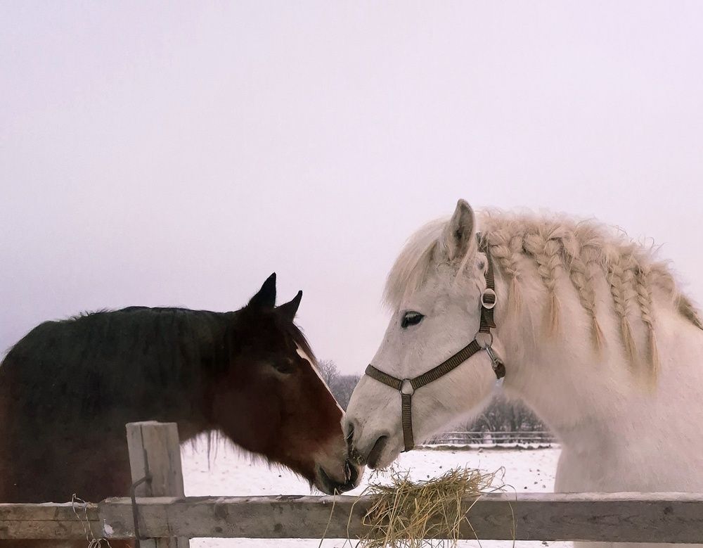 Лошадиная сила любви