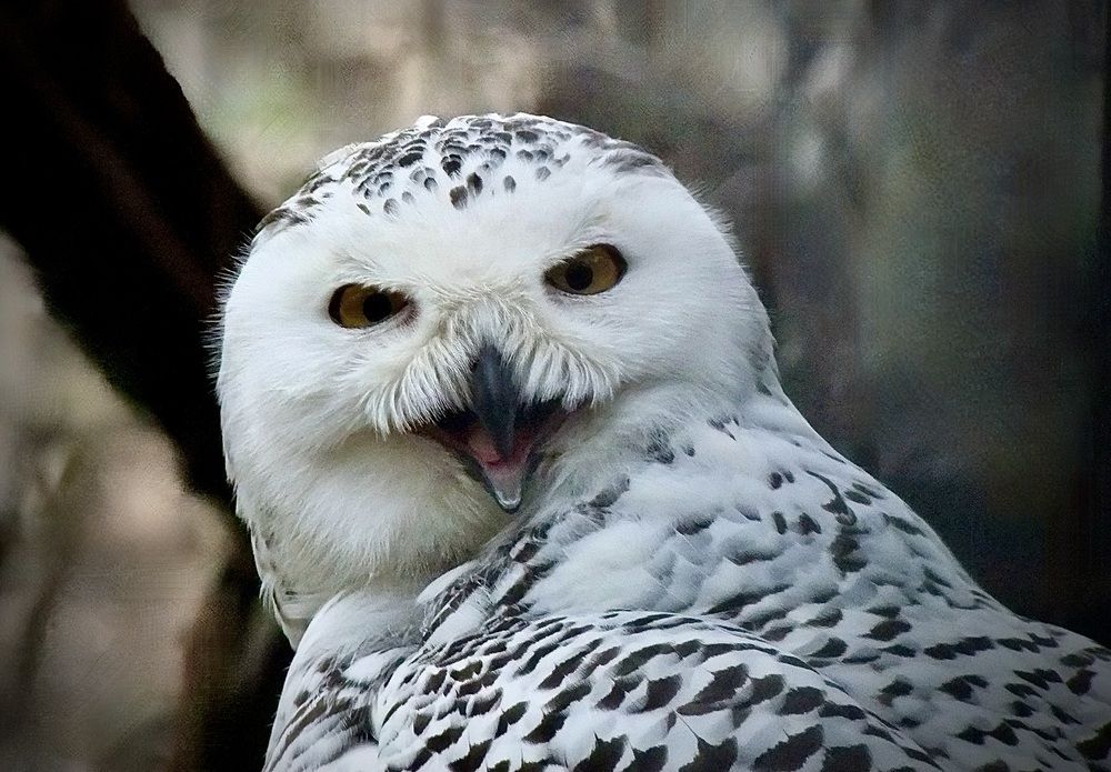 Photograph by Татьяна Шитлина