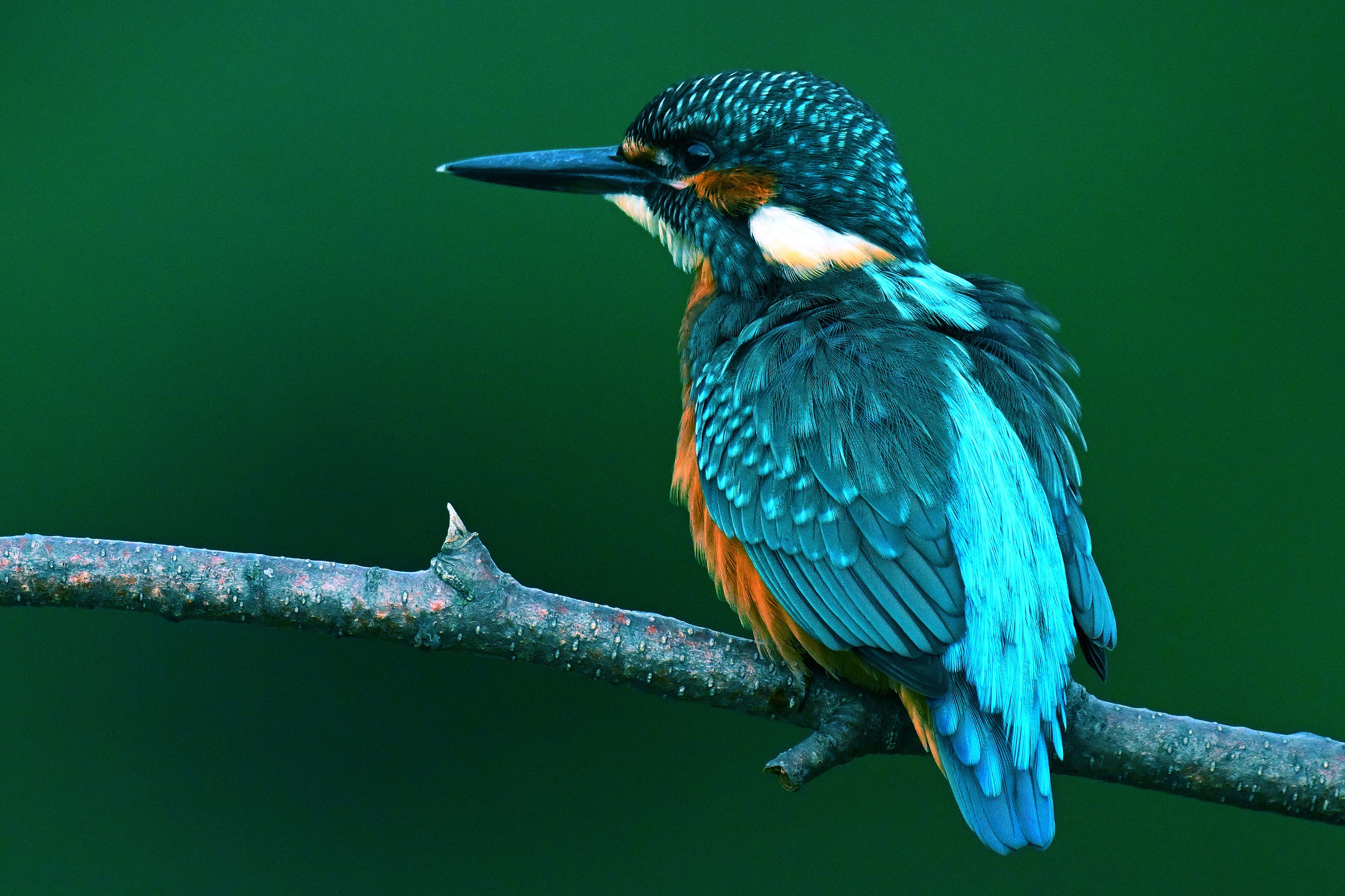 Фотография автора Вячеслав Ладанов