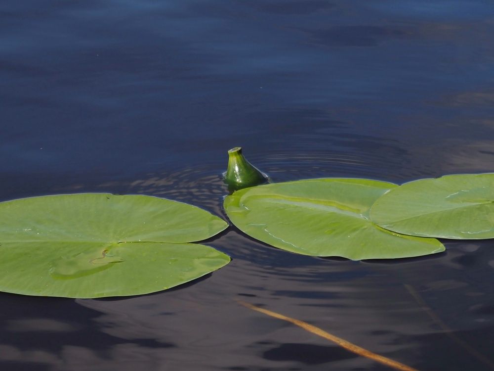 Photograph by Елена Синицына