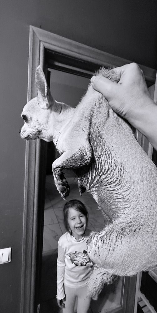 Фотография автора Юлия Дмитриева