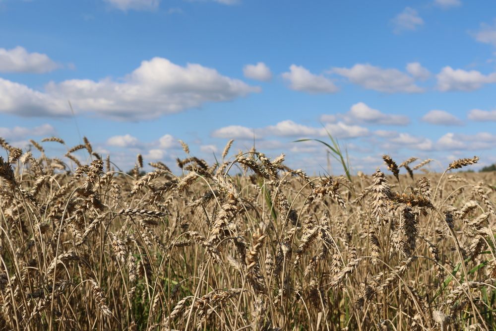 Небо, поле, облака
