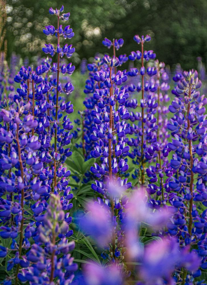 Фотография автора Иван Комаров