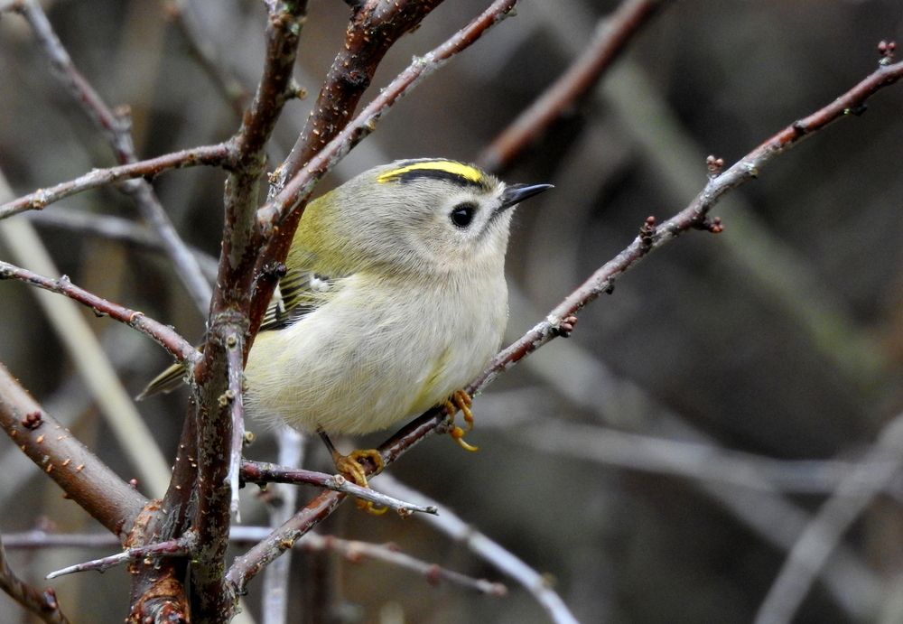 Photograph by Татьяна Калугина