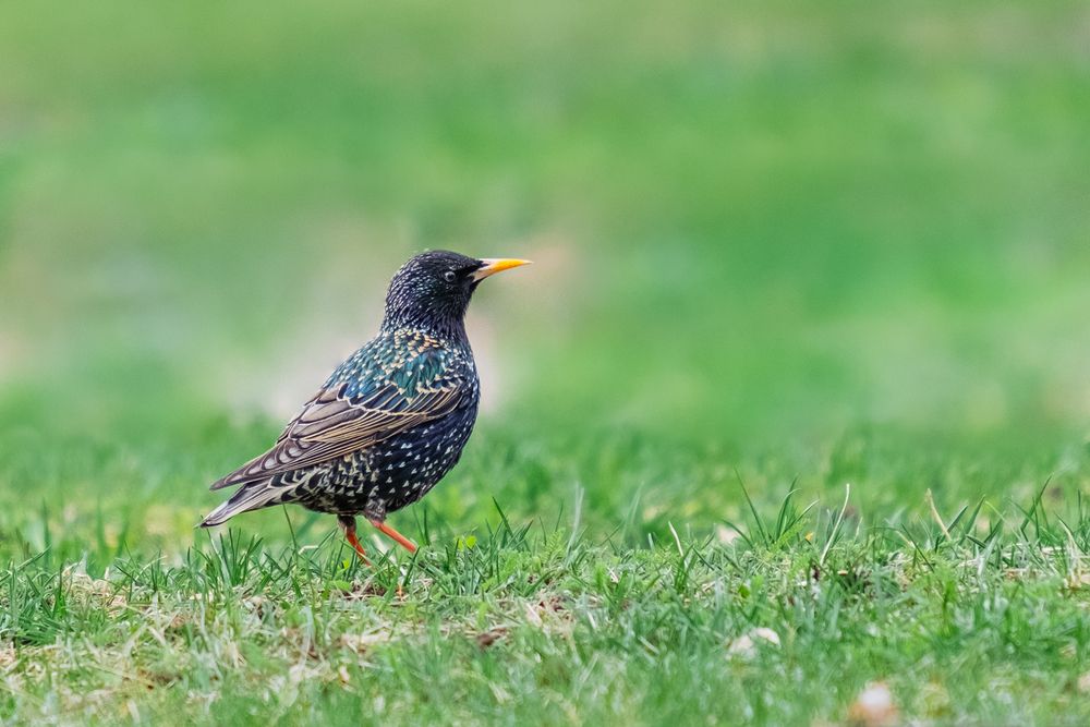 Photograph by БОРИС БЕЛКАНИЯ