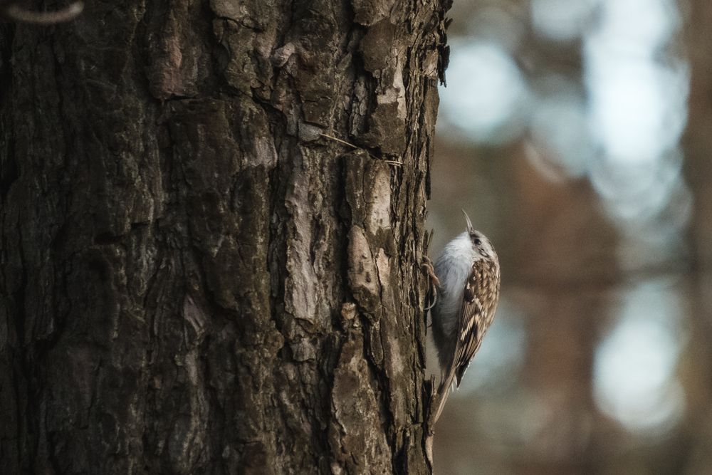 Photograph by БОРИС БЕЛКАНИЯ