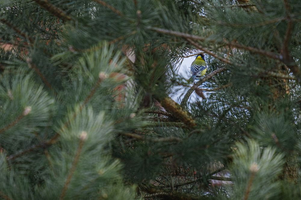 Photograph by БОРИС БЕЛКАНИЯ