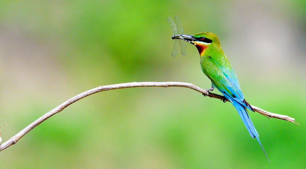 Фотография автора Irene Chattopadhyay