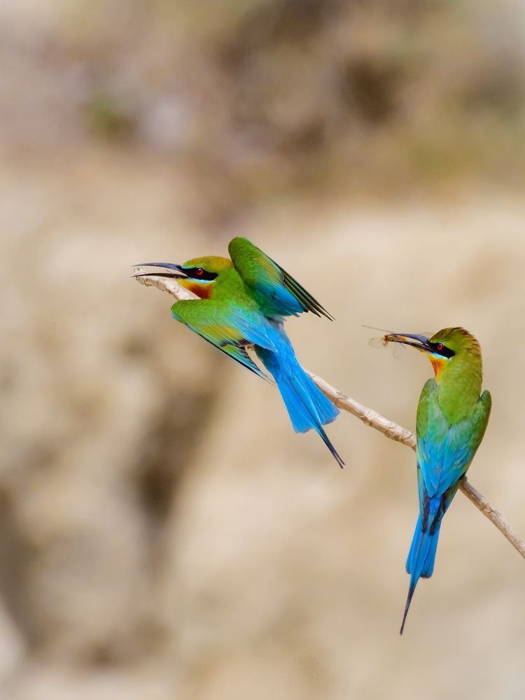 Photograph by Irene Chattopadhyay