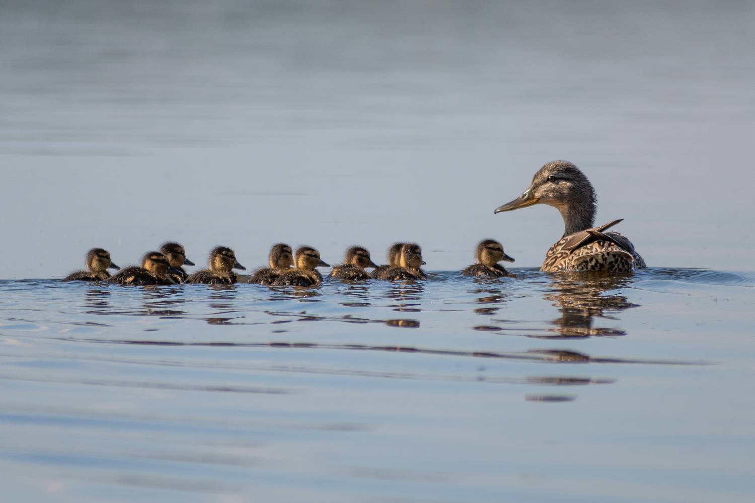 Фотография #13177945