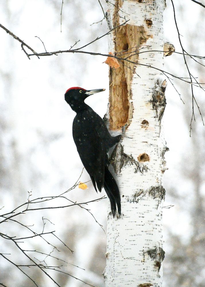 Фотография автора Евгений Гецев