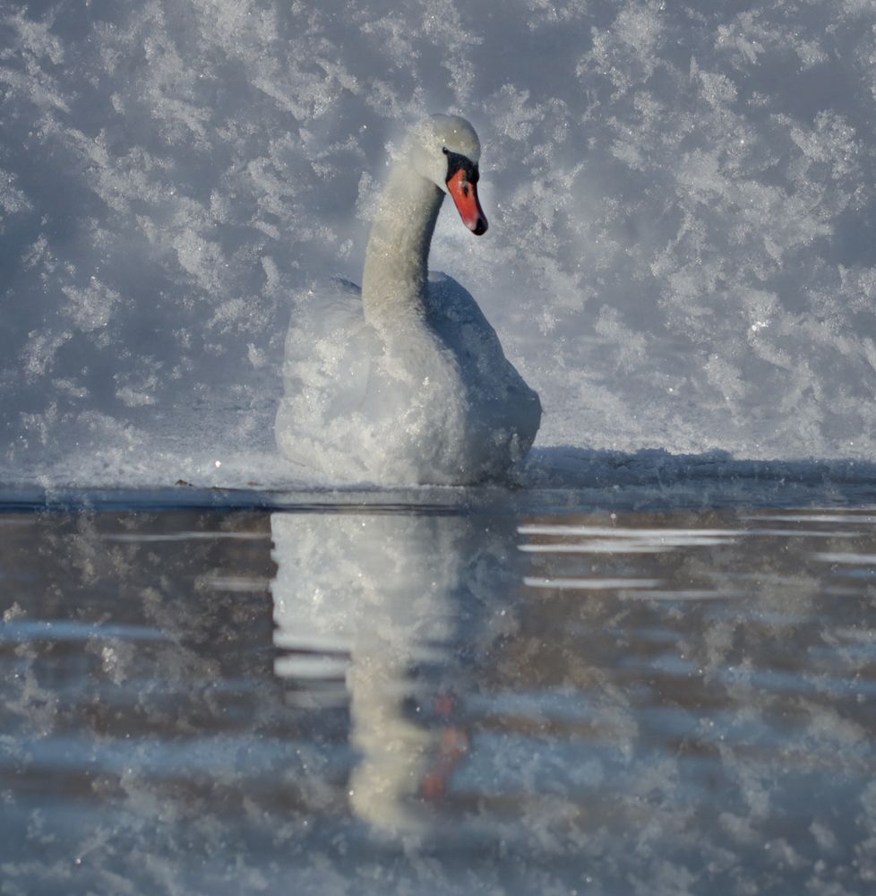 Photograph by Надежда Зайцева