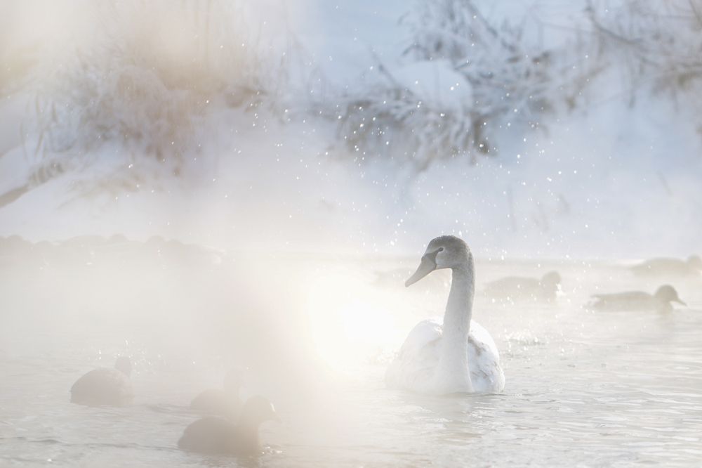 Photograph by Надежда Зайцева