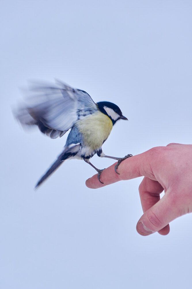 Photograph by Александр Лиманский