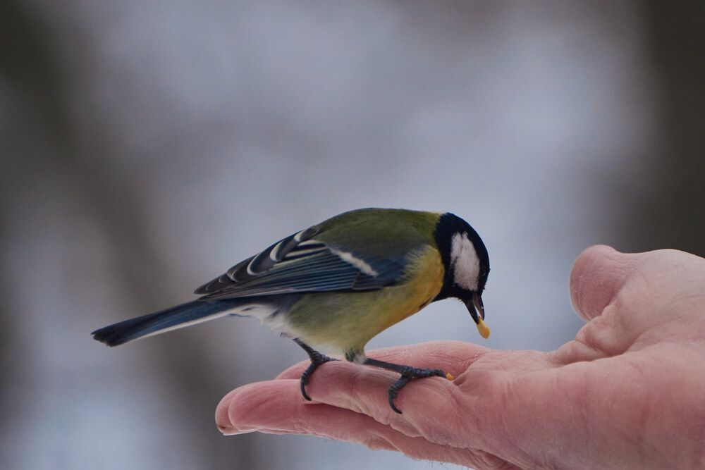 Photograph by Александр Лиманский